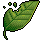 Eucalyptus Leaf